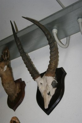 Trofeo vintage palco di gnu